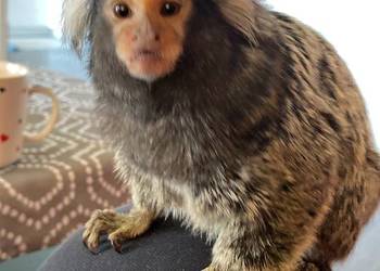 Na sprzedaż marmozeta białoucha – samiec