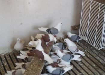 Gołębie mewki samce i samice