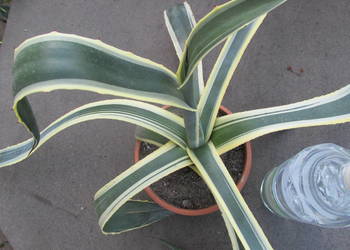 Odhodowana agawa z żółtymi brzegami - agave americana variegata NOVA