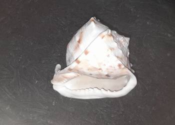 Muszla morska Cassis Cornuta 11cm