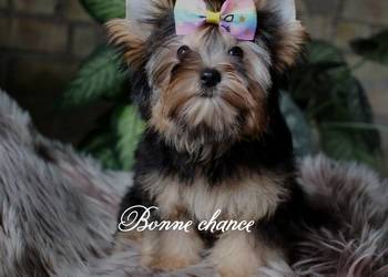 Yorkshire terrier sunia