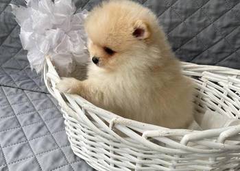 Sliczne Szpic Pomeranian