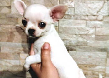 Chihuahua śliczny chłopiec