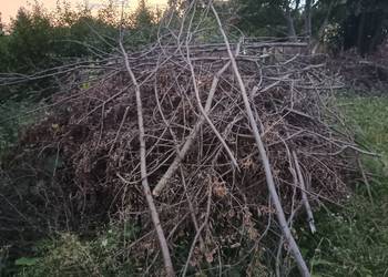 Oddam chrust, gałęzie i pieńki z drzew owocowych