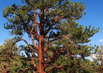 SOSNA ŻÓŁTA Pinus Ponderosa - NASIONA 300 sztuk - 10g.