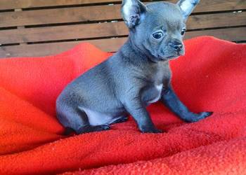 Piękny piesek chihuahua