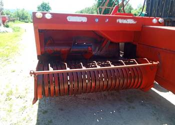 prasa kostkujaca sipma