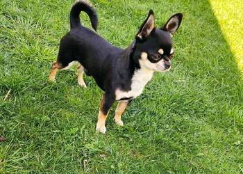 Reproduktor chihuahua krótkowłosy ZKwP FCI