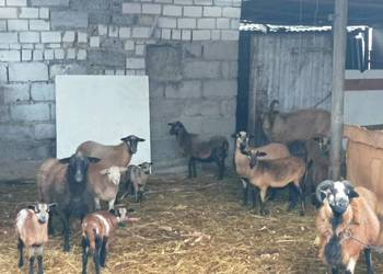 Owce z mlodymi stado