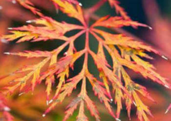 KLON PALMOWY EMERALD LACE - sadzonki w doniczkach