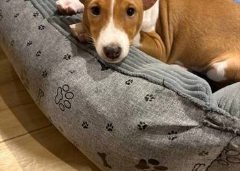 Basenji suczka szczenię