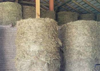 Sprzedam tegoroczne siano w balotach 120