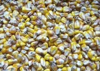 sprzedam kukurydze suchą