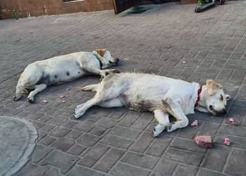 Sprzedam Labradora