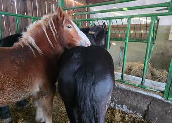 Witam źrebice zmienią właściciela wiek1,5 roku 7,5 tyś/szt.Tel72426231