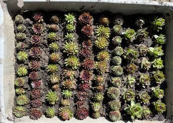 małe rojniki na skalniaki