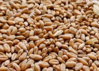 sprzedam ziemniaki sadzeniaki i pszenicę