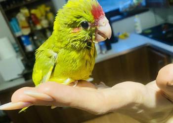 Modrolotki ręcznie karmione oswojone pupile