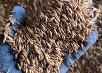 Owies pasza opał pellet