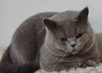 Reproduktor brytyjski  - krycie