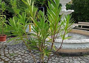 Oleander różne kolory