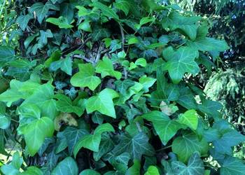 Bluszcz Hedera Helix zimozielony Duże Sadzonki