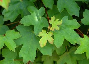 KLON POLNY Acer campestre - NASIONA 1300 sztuk - 100g.