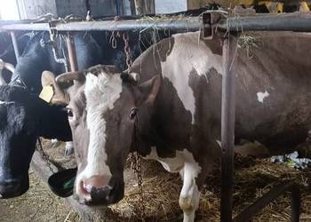 Krowy bydło mleczne