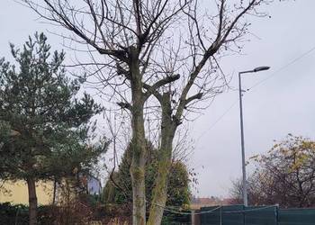 Drzewo orzech podwójny Oddam za darmo