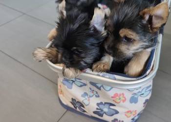 York terrier pieseki