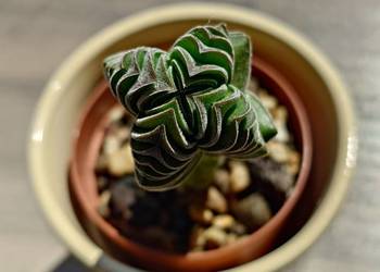 Sukulent grubosz Crassula Buddha’s Temple ceramiczna osłonka dekoracja