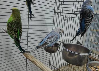 Sprzedam  papużki faliste