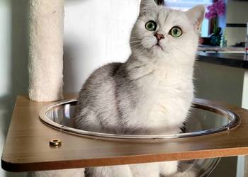 srebrne pointy kocięta brytyjskie