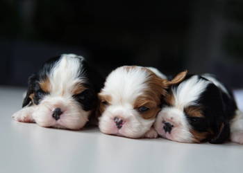 Szczenięta Cavalier King Charles Spaniel