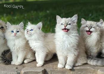 Kocięta Syberyjskie Neva Masquerade Rodowód FPL