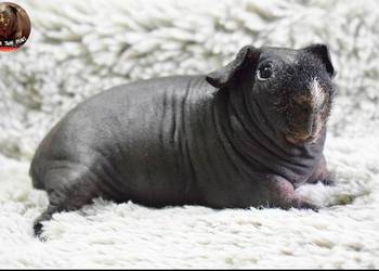 Świnka morska, świnka skinny. Rodowód, Hodowla.