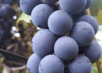Winogrono ciemne