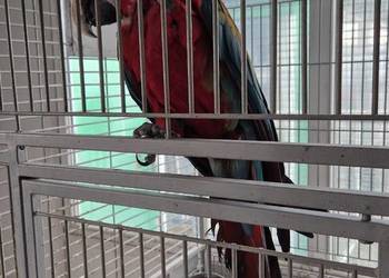 Ara Chloroptera 1.0 z 2016