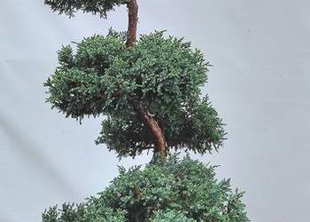 Bonsai Niwaki jałowiec łuskowy Holger