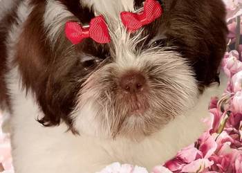 Piękna suczka Shih -Tzu biało czekoladowa