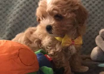Malutkie Maltipoo  pudel toy/maltańczyk