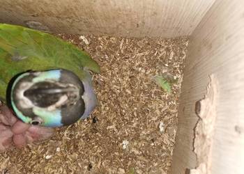 Kakadu Aleksandretta Chińska Pisklaki do ręcznego karmienia