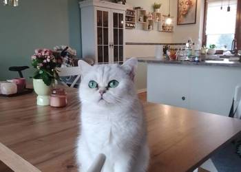 Kocięta Brytyjskie,. Srebrne oraz srebrne  pointy