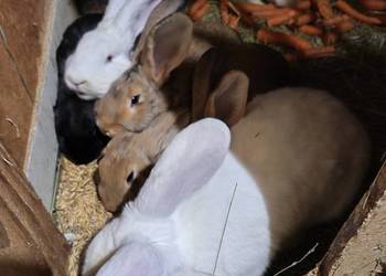 Samice Termondzkie i inne