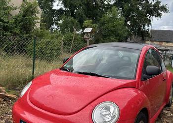 New beetle