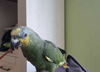 Papuga Amazonka modrobrewa