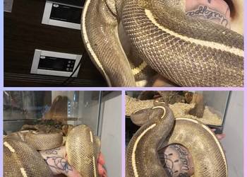 Pyton królewski mojava highway gotowa na sezon