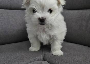 Samiec rasy maltańczyk ur. 25.11.2025 gotowy do rezerwacji ZHPR UCI