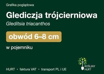 Glediczja trójcierniowa obwód 6-8 cm, w pojemniku – HURT