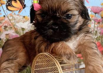 Do odbioru śliczna suczka rasy Shih-Tzu